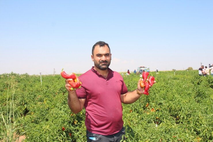 Şanlıurfa’da acı biberin hasadı sürüyor