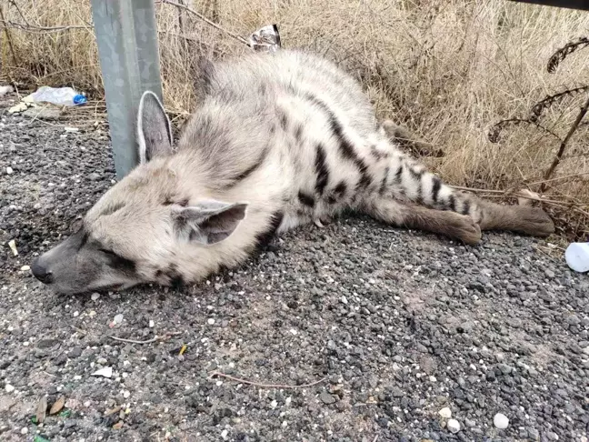 Şanlıurfa’da Nesli Tükenmekte Olan Çizgili Sırtlan Hayatını Kaybetti